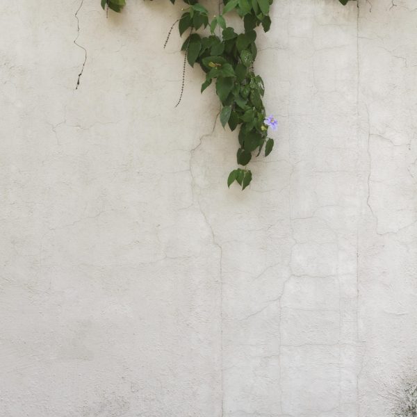 natural-leaves-copy-space-wall-background-scaled.jpg